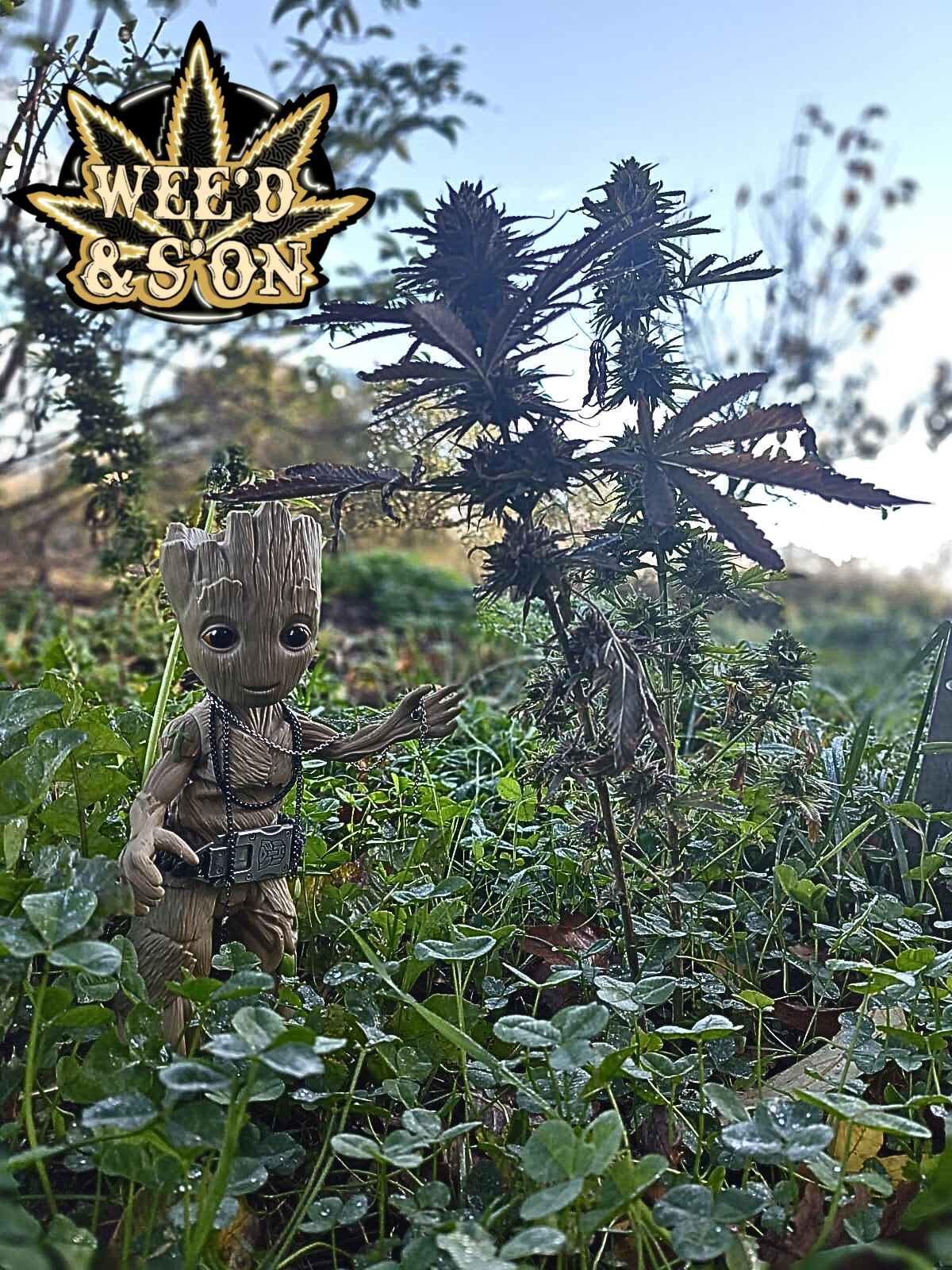 Fleurs de CBD Moby Dick