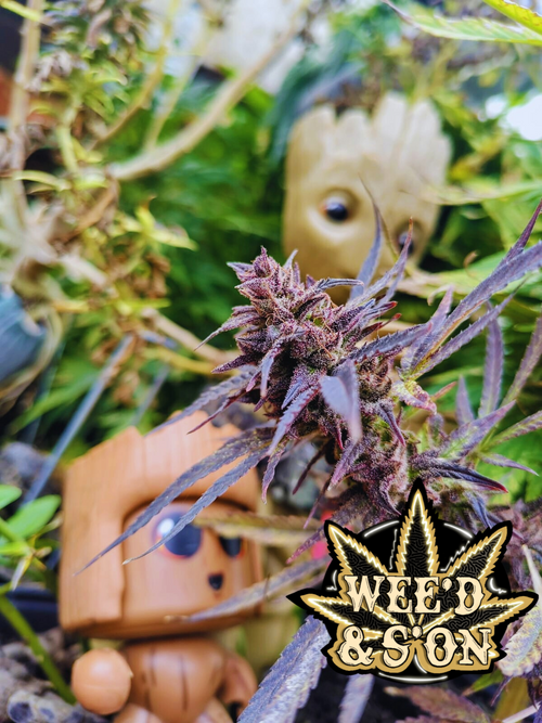 Fleurs de CBD Jack Horreur