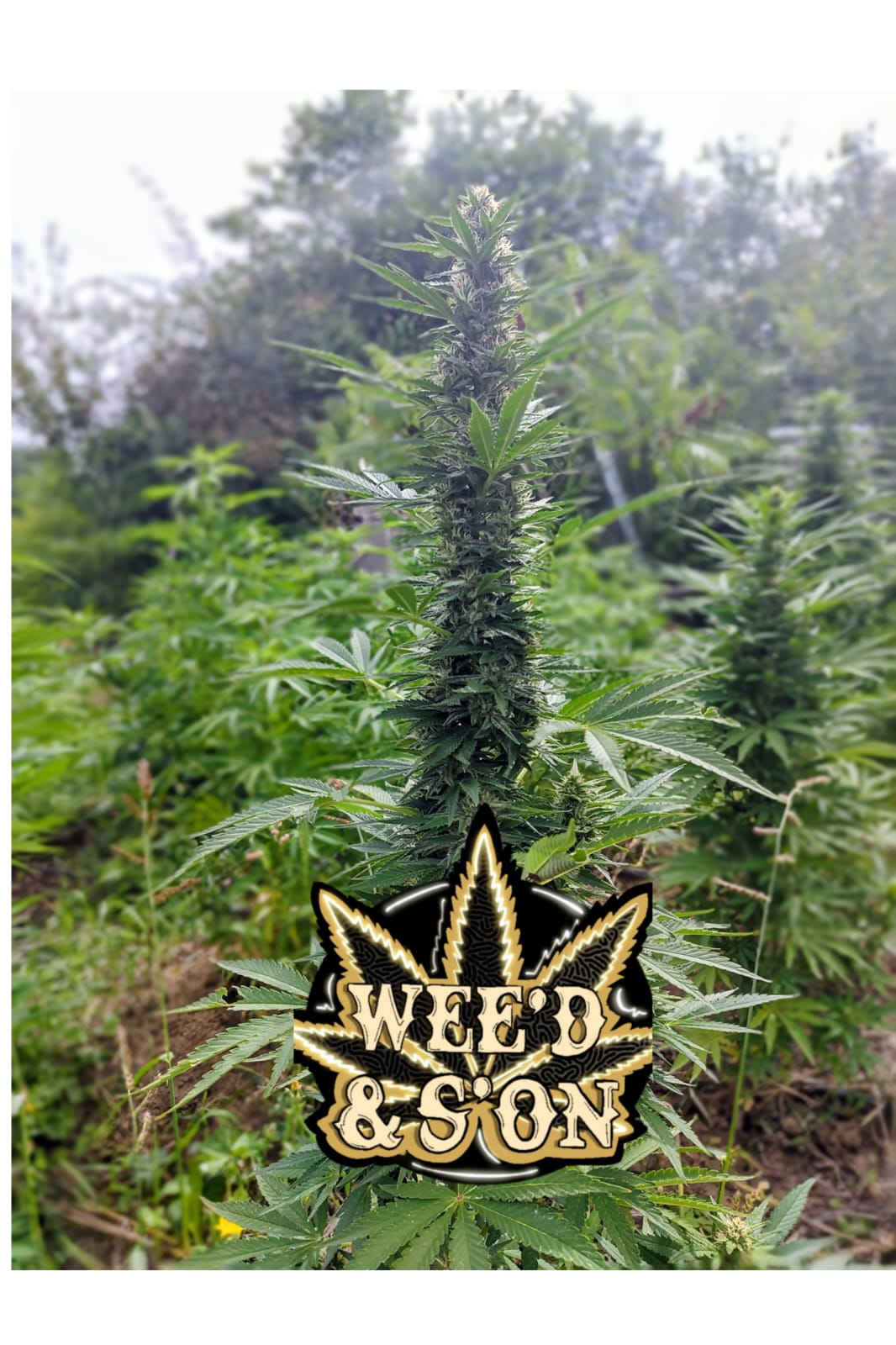 Fleurs de CBD Bruce Banner